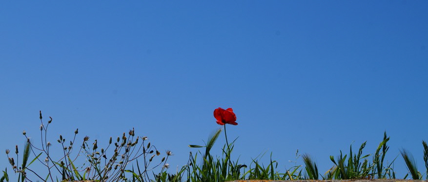 Mohnblume